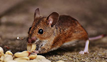 24 Hour & Emergency Exterminators in Nettleton, MS